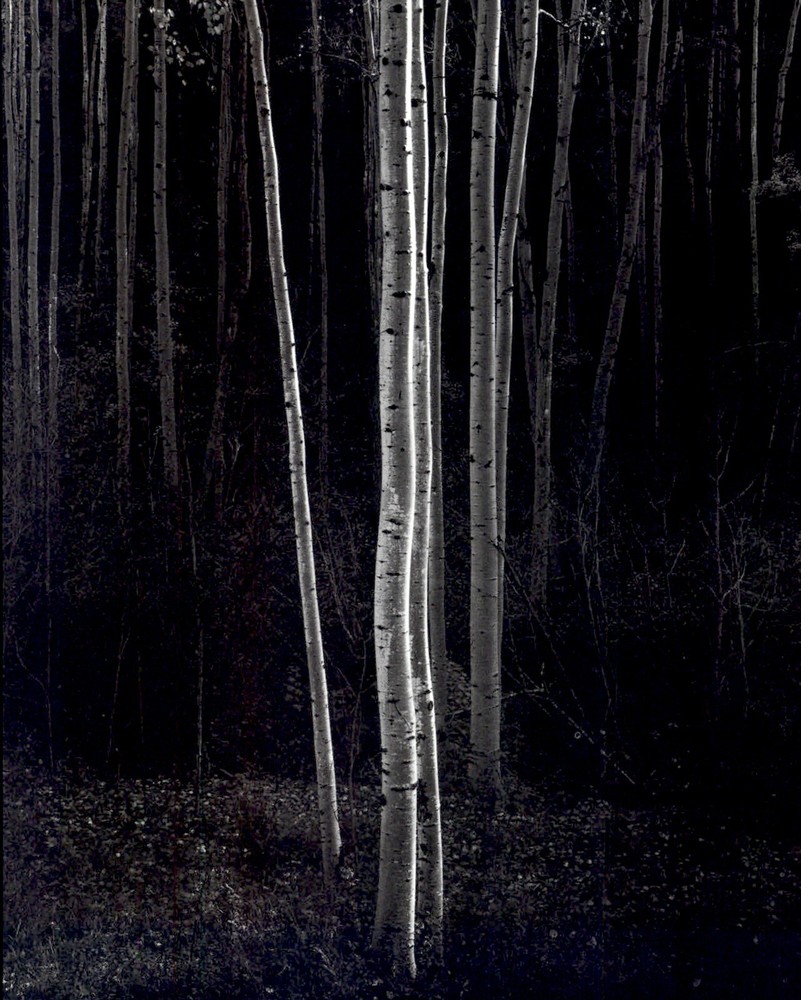 1972 1958 Ansel Adams Aspen Trees Mew Mexico Art Photo