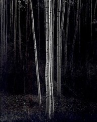 1972 1958 Ansel Adams Aspen Trees Mew Mexico Art Photo