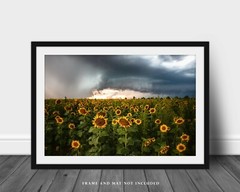 Sunflower Field Photography Print Storm Picture Kansas Photo Farmhouse Decor