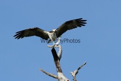Osprey Photo, Pick One Image – Various Sizes