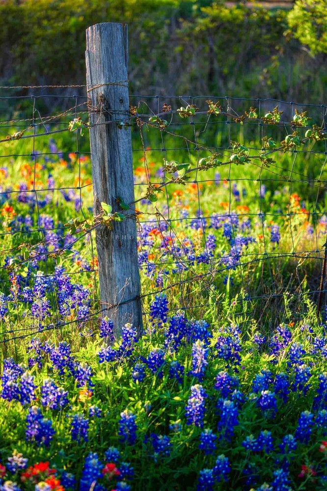 Fence Post Bluebonnets Texas Vertical Photography Print