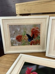 Lot of 3 Photo Monarch Butterfly 5×7 Art Photography Matted Plastic Framed 10×8”