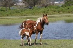 Chincoteague Pony Photo -Mares & Foals- Pick One Image -Various Sizes