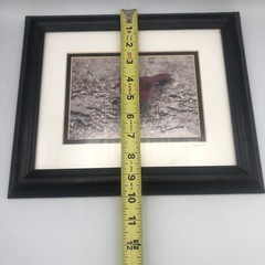 Cardinal Framed Photography Print 7”x5” Matted Framed 12”x10” 2001 Signed