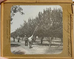 Gilbert? Hassell / Northern California Magic Lanterns Agricultural Big Trees