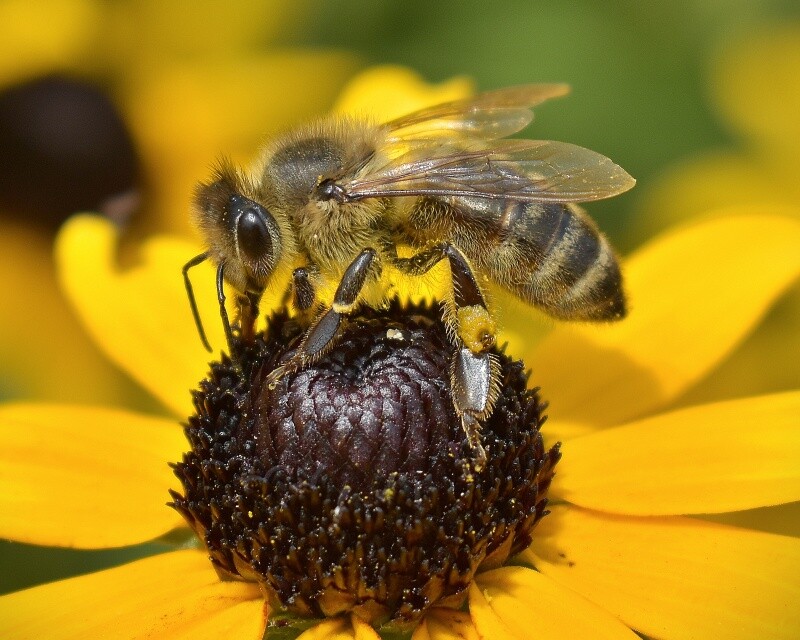 Art Photograph 8×10 Honeybee on Black Eyed Susan Flower Artist Signed