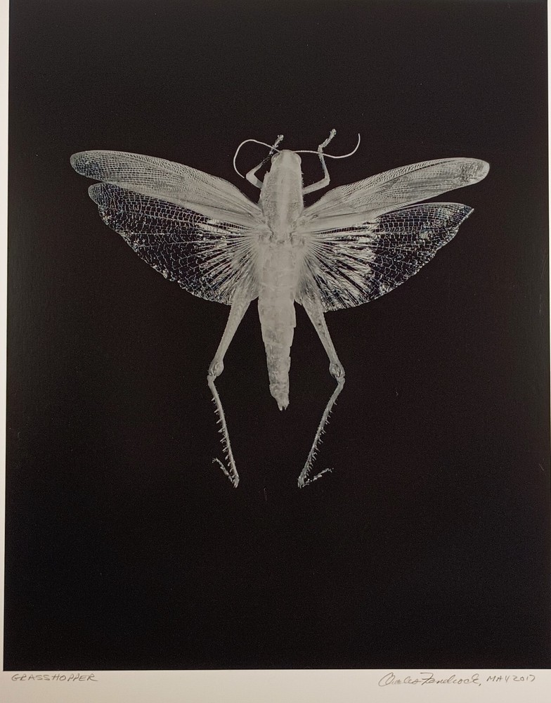 Original Large Format Black & White Photo Grasshopper by Charles Fendrock