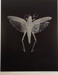 Original Large Format Black & White Photo Grasshopper by Charles Fendrock