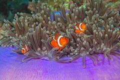 Clownfish Carnival