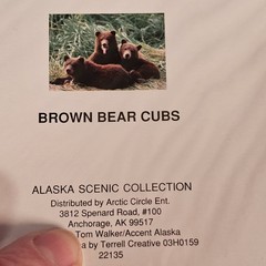 (3)Signed Tom Soucek Polar Bear Cub Photograph Anchorage Alaska (2) Walker/Bushu
