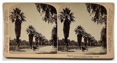 USA California Avenue Magnolia Riverside 1898 Photo Stereoscopic Vintage