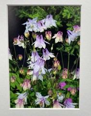 Original Photo Purple Columbine Flowers (Aquilegia), Signed & Matted, 8″ x 10″