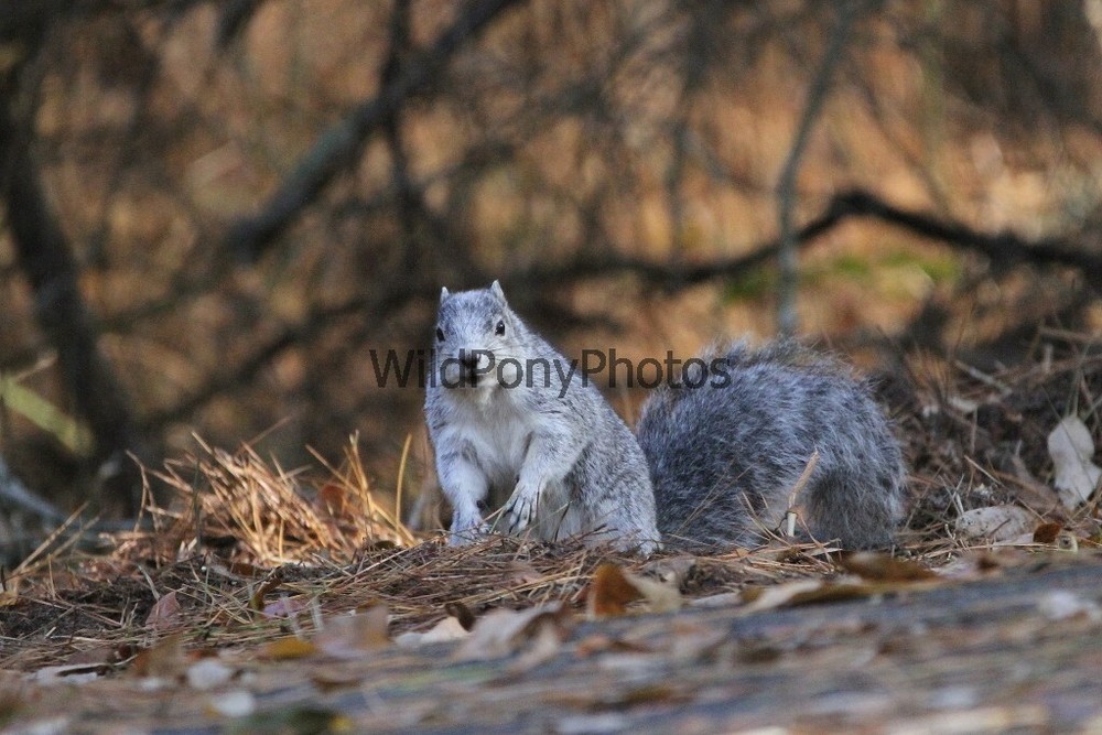 Delmarva Fox Squirrel Photo, Pick One Image – Various Sizes