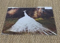 11”x17” “White Peacock” At Magnolia Gardens SC By Larry McCrea Photography.