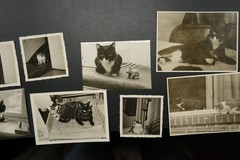 Photo Portrait Young Cat Pet Kitten House Tiger Child Baby Bundle Lot Old