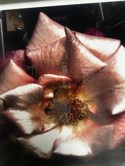 26 x 26 Framed Flower Picture print