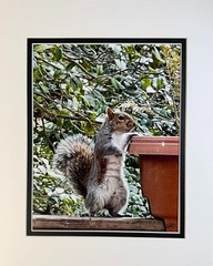6 Pack Squirrel Digital Watercolor Original Photograph 8 X 10 Mat 11 X 14 Signed