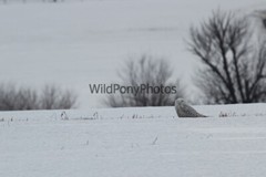 Snowy Owl Photo, Pick One Image – Various Sizes