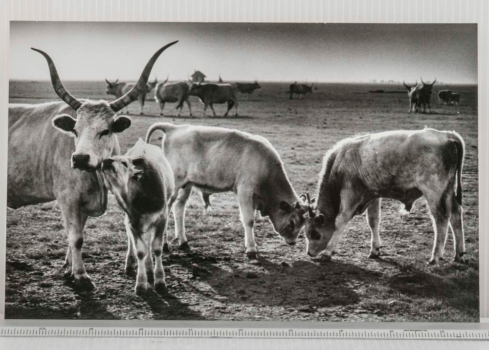 Black & White Photography Art Print Longhorn Cattle Cow & Calf Landscape