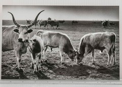 Black & White Photography Art Print Longhorn Cattle Cow & Calf Landscape
