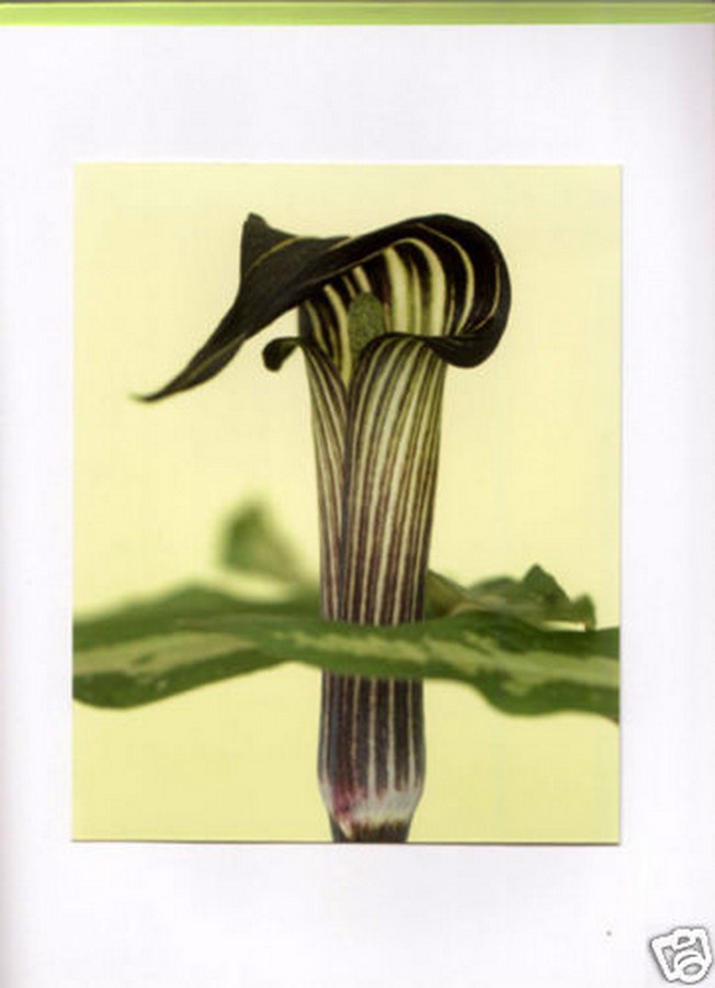 RON VAN DONGEN: One Picture Book Ltd Ed SIGNED w Photo ‘Arisaema Angustatum’ NEW