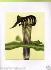 RON VAN DONGEN: One Picture Book Ltd Ed SIGNED w Photo ‘Arisaema Angustatum’ NEW