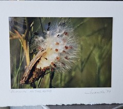 Vintage Blank Photo Greeting Cards Juanda Clay photography Nature Themes