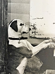 Anne Sager Signed Photograph Mutual Compassion Vintage B&W Fine Art Photo