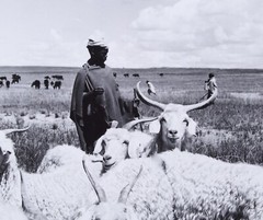 Constance Stuart Larrabee Photograph Basdeo 1947 Portrait Sheep Herder Plains
