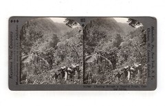 Photo Stereography Climbing Through Tropical Jungle in Central Africa