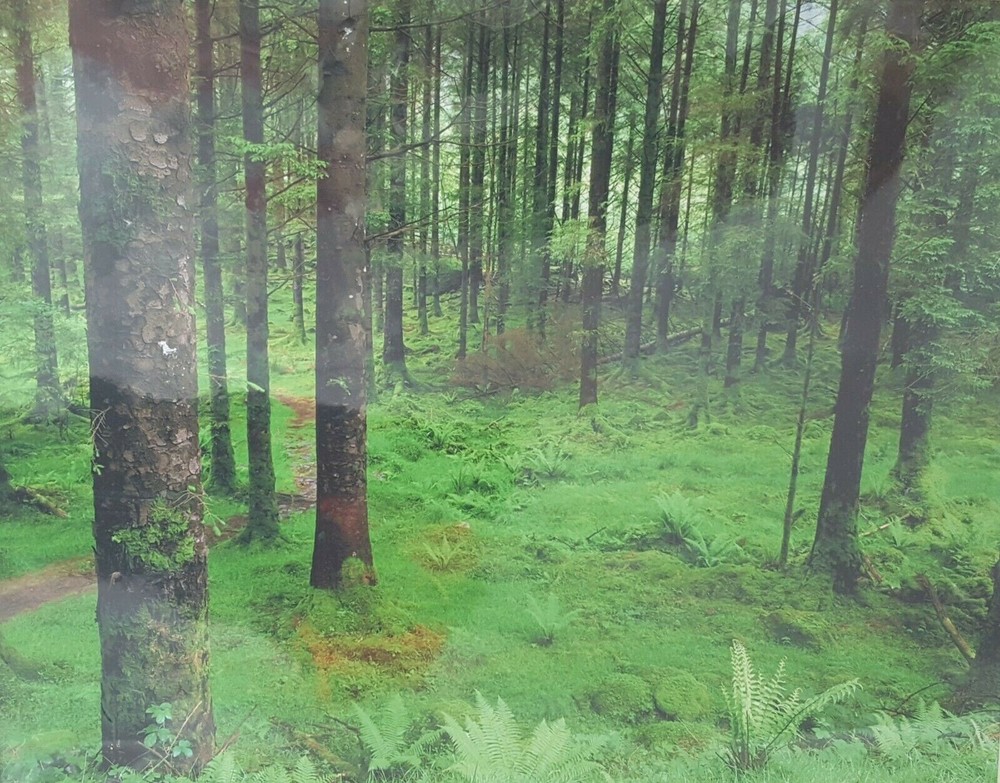 Ireland Forest Moss Ferns Trees Photograph 11 x 14 Matted NEW SEALED County Cork