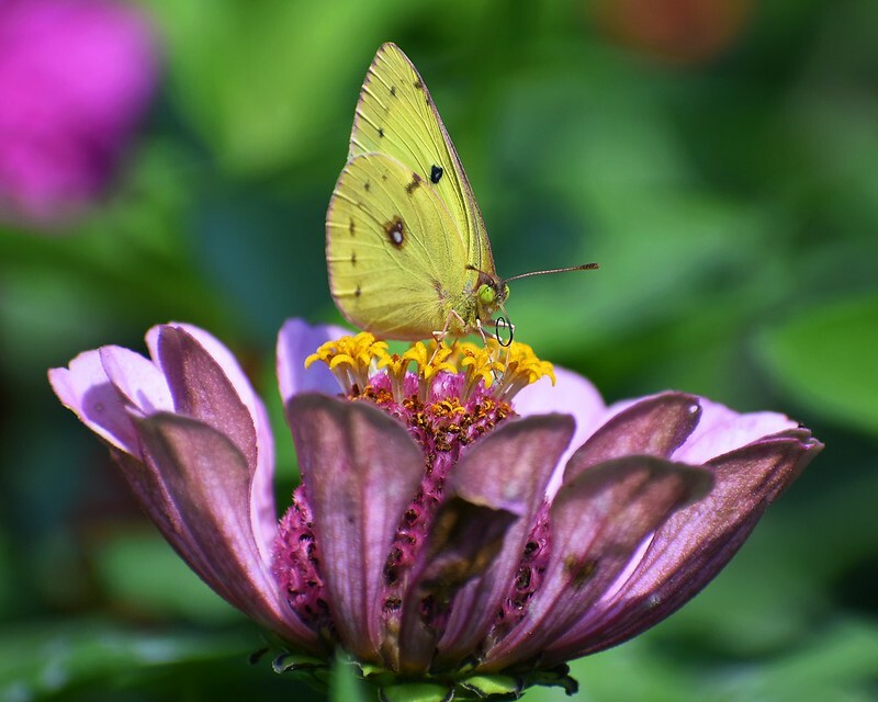 Art Photograph 8×10 Glossy Yellow Butterfly & Zinnia Flower Artist Signed