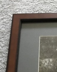 Professionally Framed & Matted: Churchill Polar Bears