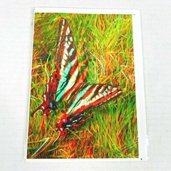 Pale Stonewall Butterfly 3-D 3D Photograph Art Phantom Image Barry Rothstein New