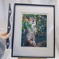 Framed Great Horned Owl Photograph By Anthony Hathaway Print #11-3 14×11
