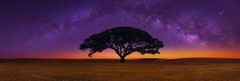 Peter Lik – Celestial Dreams 1.5m With Cigar Leaf Frame And 4 Seasons Bonus