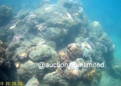 Digital Image Picture Photo Pic Andaman India underwater coral life scuba AND045
