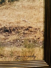VTG Photo Nature Framed Photo “Duel at Dawn,» Photographer Dennis Norton 8/100￼