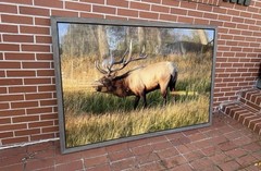 DOUGLAS STRATTON PHOTOGRAPHY FRAMED BULL ELK 2012 40X60 EDITION 1 OF 8 Signed ￼