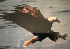 Thomas Mangelsen «EAGLE DIVING» Photograph Is 19×16 201/850 Signed
