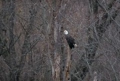 «Wisdom» American Bald Eagle Wildlife Photograph Red Wing MN. 2022