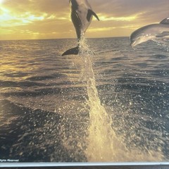 Artwork Wall Art By Tom Brakefield “Freedom Dance” 20×16 Dolphins Ocean Sunset