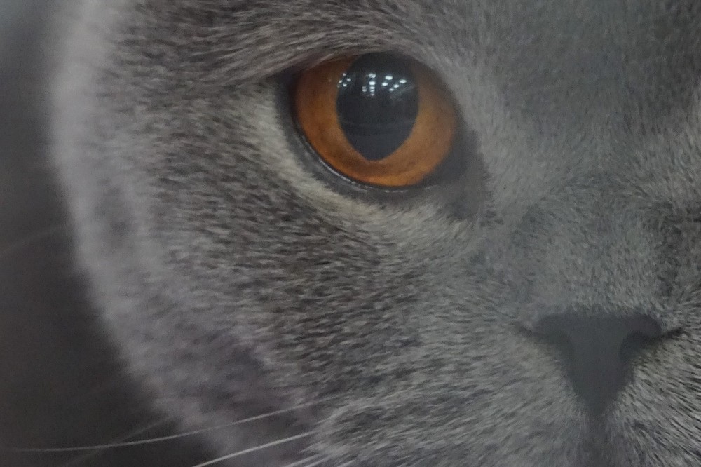 Digital photography, CAT, 0548, horizontal+vertical
