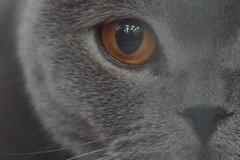 Digital photography, CAT, 0548, horizontal+vertical