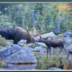 Fine Art Photography Print John T Slonina Matted 8×10 Moose River Fall Country