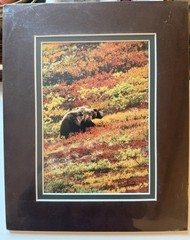 “Rainbow Bear” Denali National Park Grizzly Photo Print Didier Lindsey Alaska