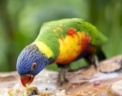 Rainbow Lorikeet Parrot 11×14 Photograph Print 11″x14″