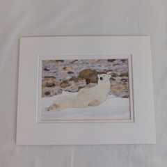 Polar Bear Photography Prints Set of 2 Matted Wildlife Art Photos Mike Johnson