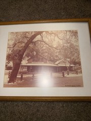 RARE Photographer Alexandre Nodopaka Woodside CA Signed And Numbered Store Tree
