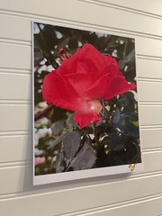 Garden Rose #4-landscape photograph 8.5×11